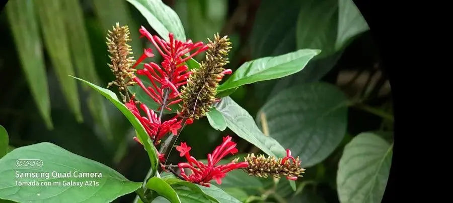 Unrooted Cuttings Red Odontonema cuspidatum Firespike Tropical Flowering Plant Hummingbird Magnet