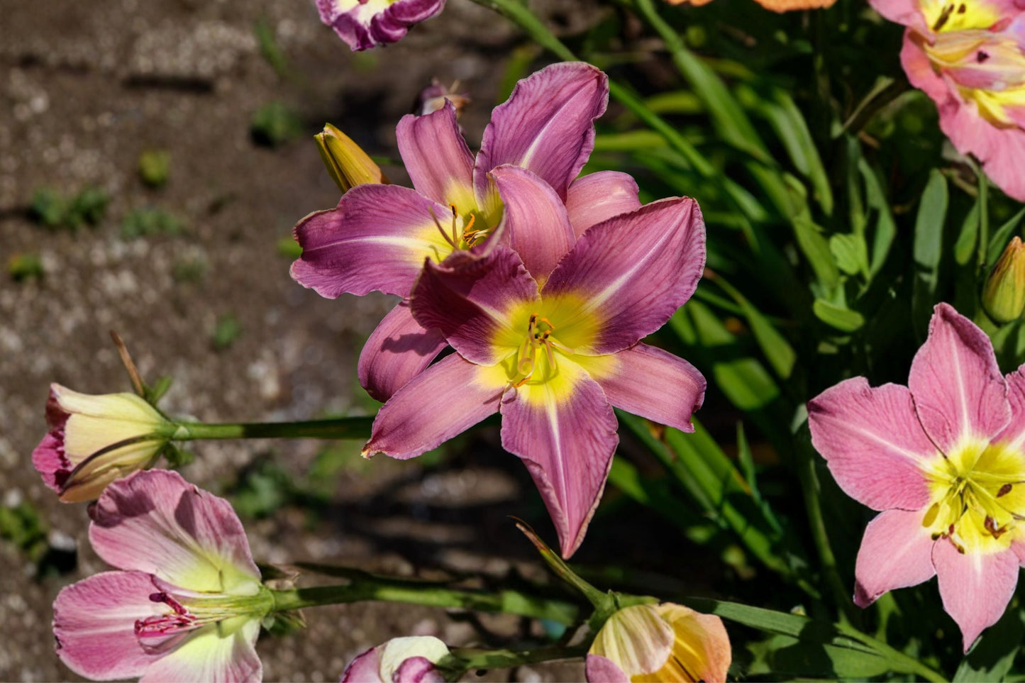 Hemerocallis ‘Unlock the Stars’ | Double Reblooming Lavender Pink Daylily | Fragrant Perennial Bareroot Plant