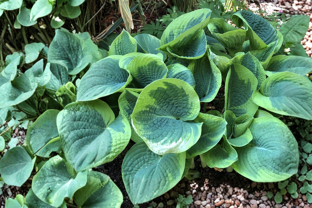 Hosta ‘Sorbet’ Variegated Plantain Lily | Purple Stem Shade Perennial | Bareroot Shade Garden Plant