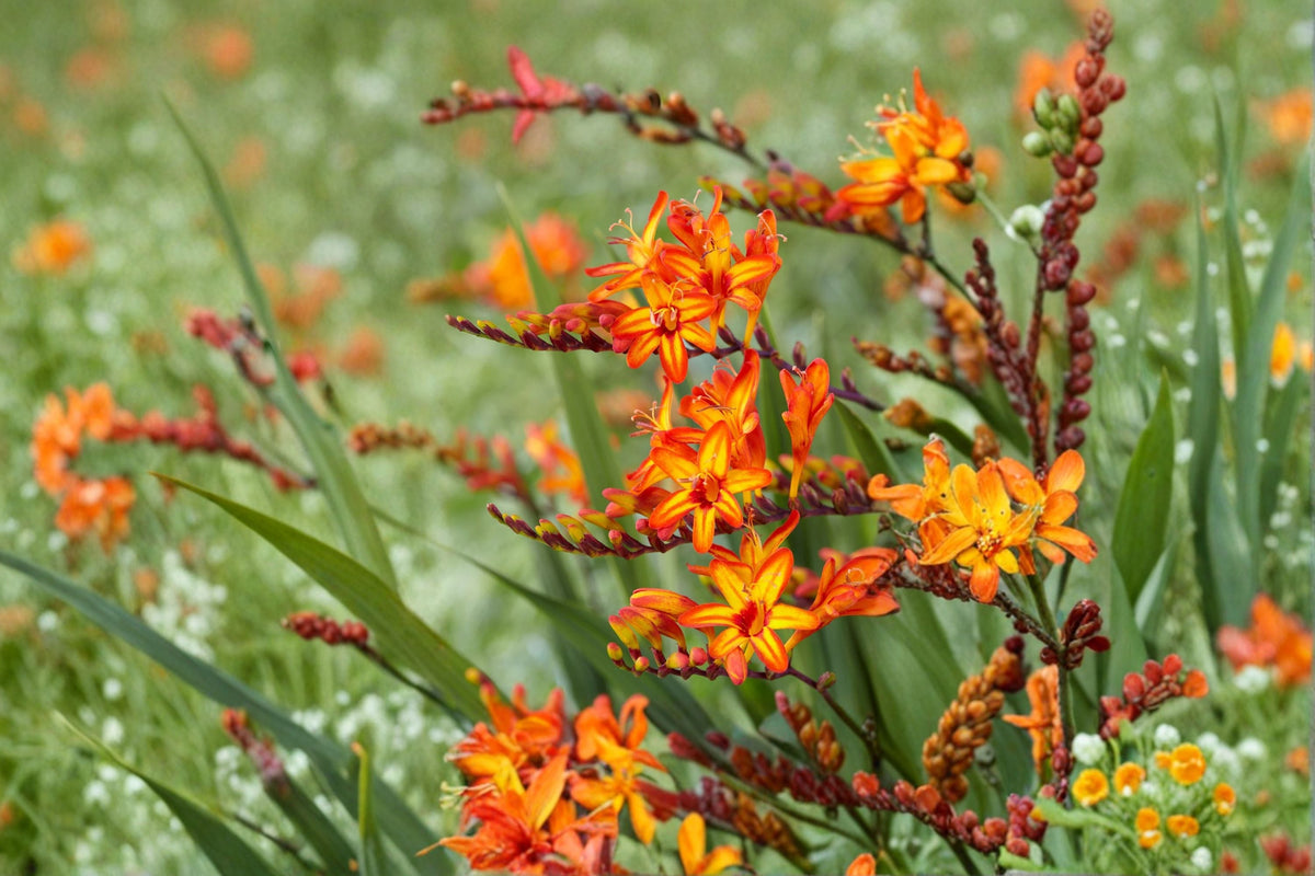Crocosmia ‘Firestarter’ | Orange & Yellow Montbretia | Hummingbird-Friendly Perennial | 4.5” Potted Summer Flower