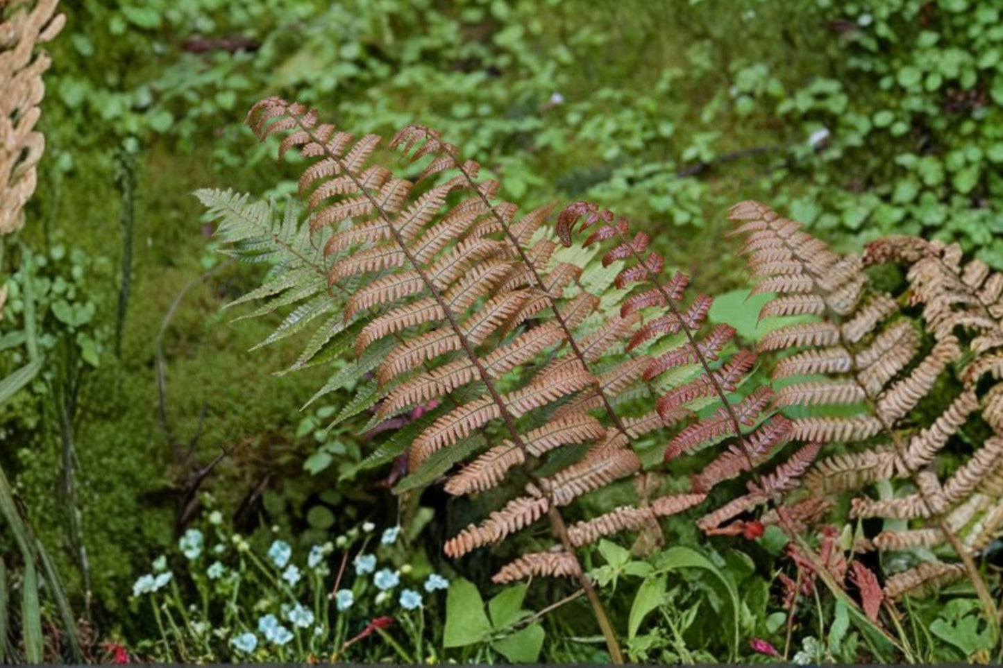 Dryopteris lepidopoda | Sunset Fern | Hardy Shade Fern | Copper Red Woodland Fern | Live 3.5" Pot