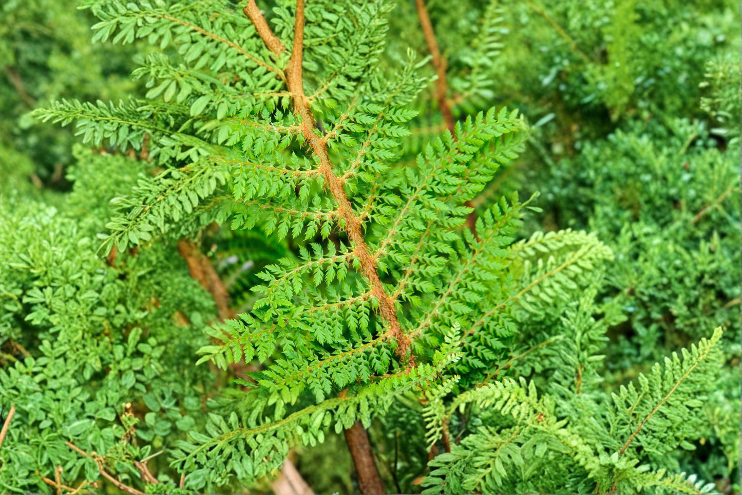 Polystichum setiferum 'Proliferum Wollastonii' | Soft Shield Fern | Evergreen Shade Fern in 3.5" Pot