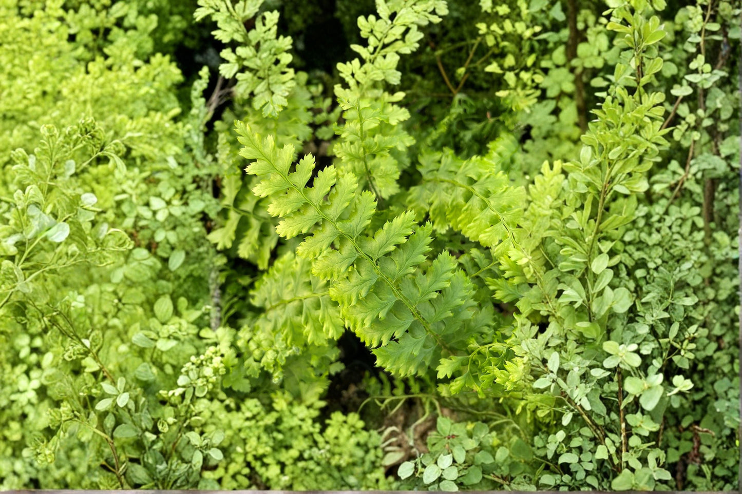 Polystichum setiferum 'Congestum' | Dwarf Shield Fern | Evergreen Shade Fern | Compact Woodland Fern