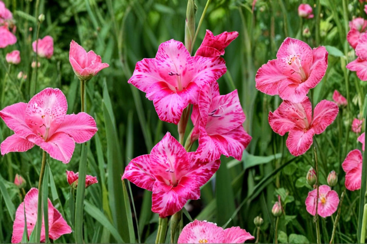 Gladiolus 'Bibi' Hardy Gladiolus Bulbs | Pink Sword Lily | Summer Blooming Perennial