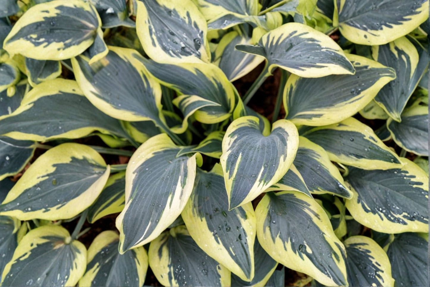 Hosta ‘Ben Vernooij’ Bareroot | Blue Variegated Hosta with Cream Gold Margins | Shade Perennial Plant