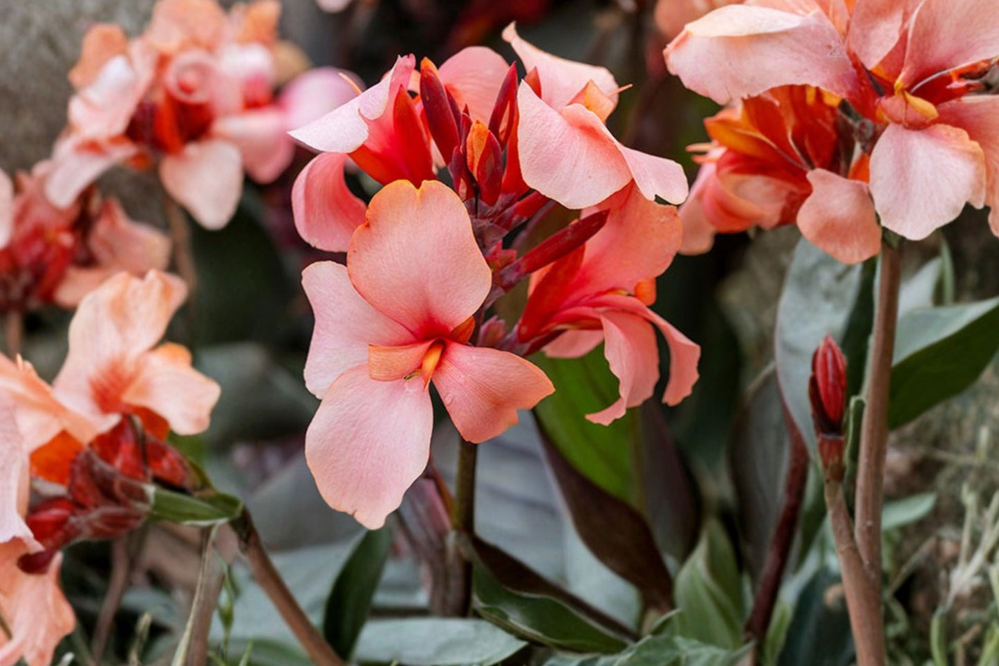 Bareroot Canna ‘Apricot Frost’ | Dwarf Canna Lily Rhizome | Peach Tropical Flower | Full Sun Perennial