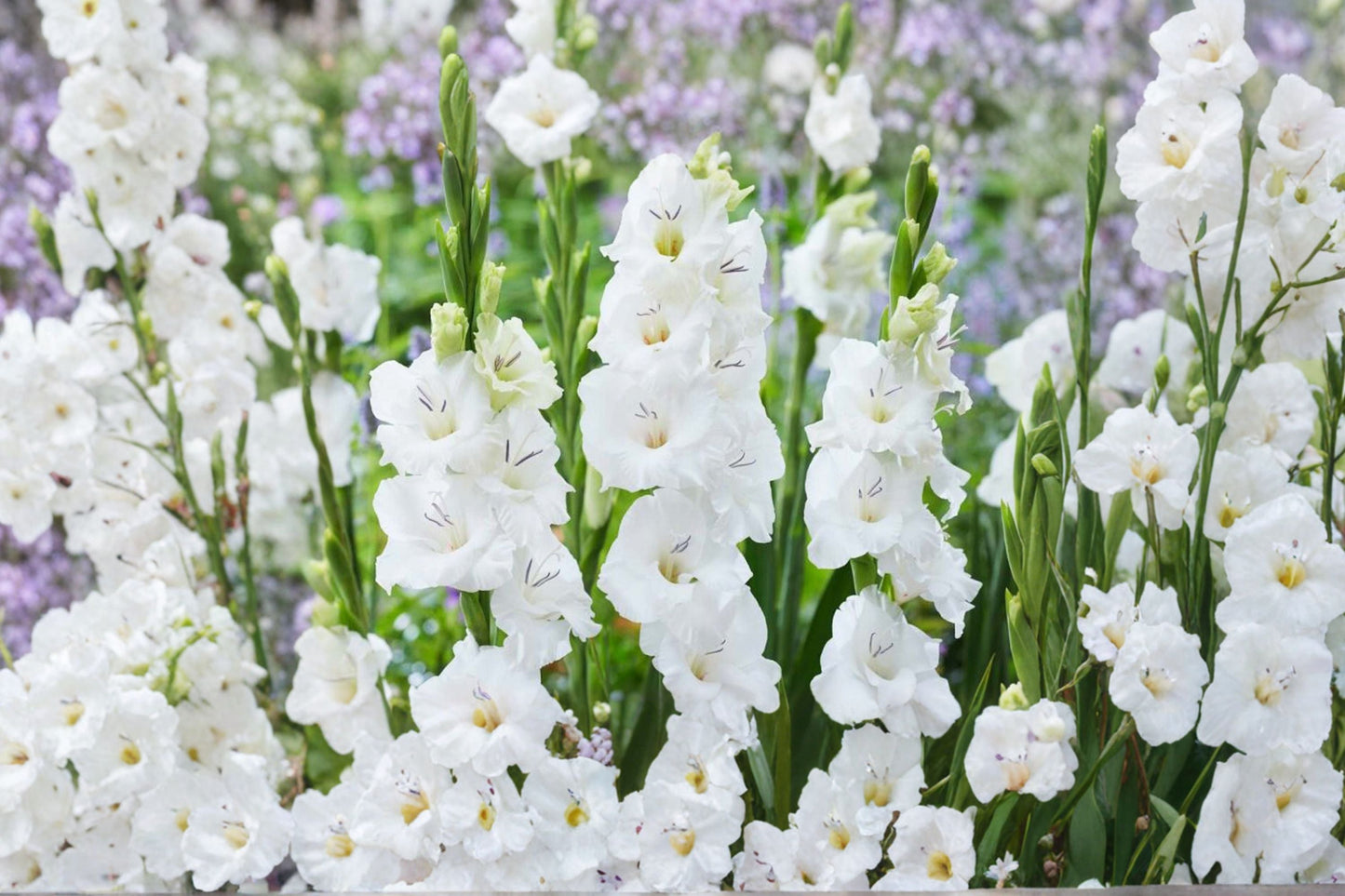 Gladiolus Glamini ‘Blondie’ | White Compact Gladiolus Bulbs | Dwarf Sword Lily | Summer Blooming Cut Flower