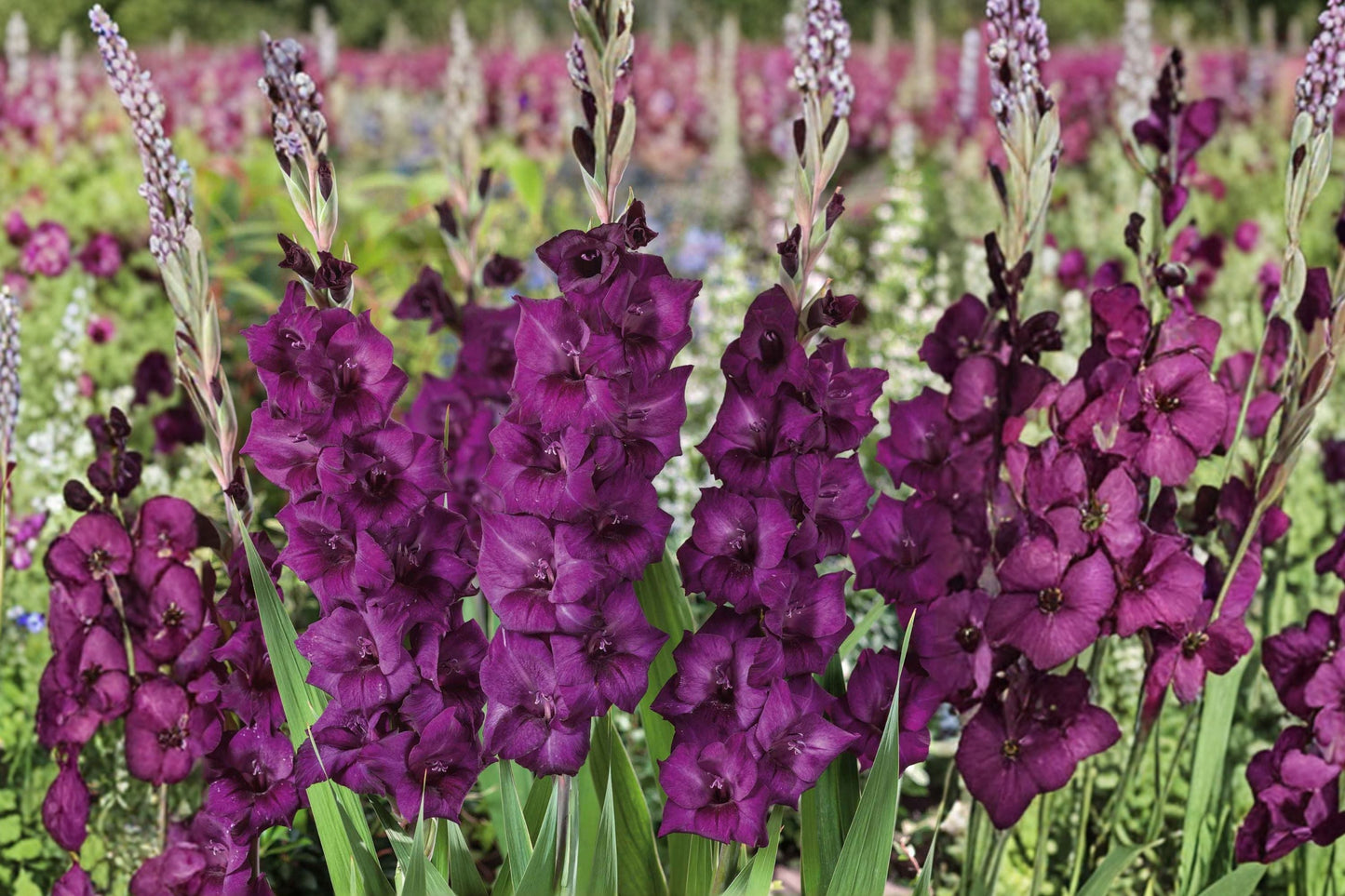 Gladiolus 'Shaka Zulu' Dark Purple Gladiolus Bulbs | Tall Sword Lily Perennial