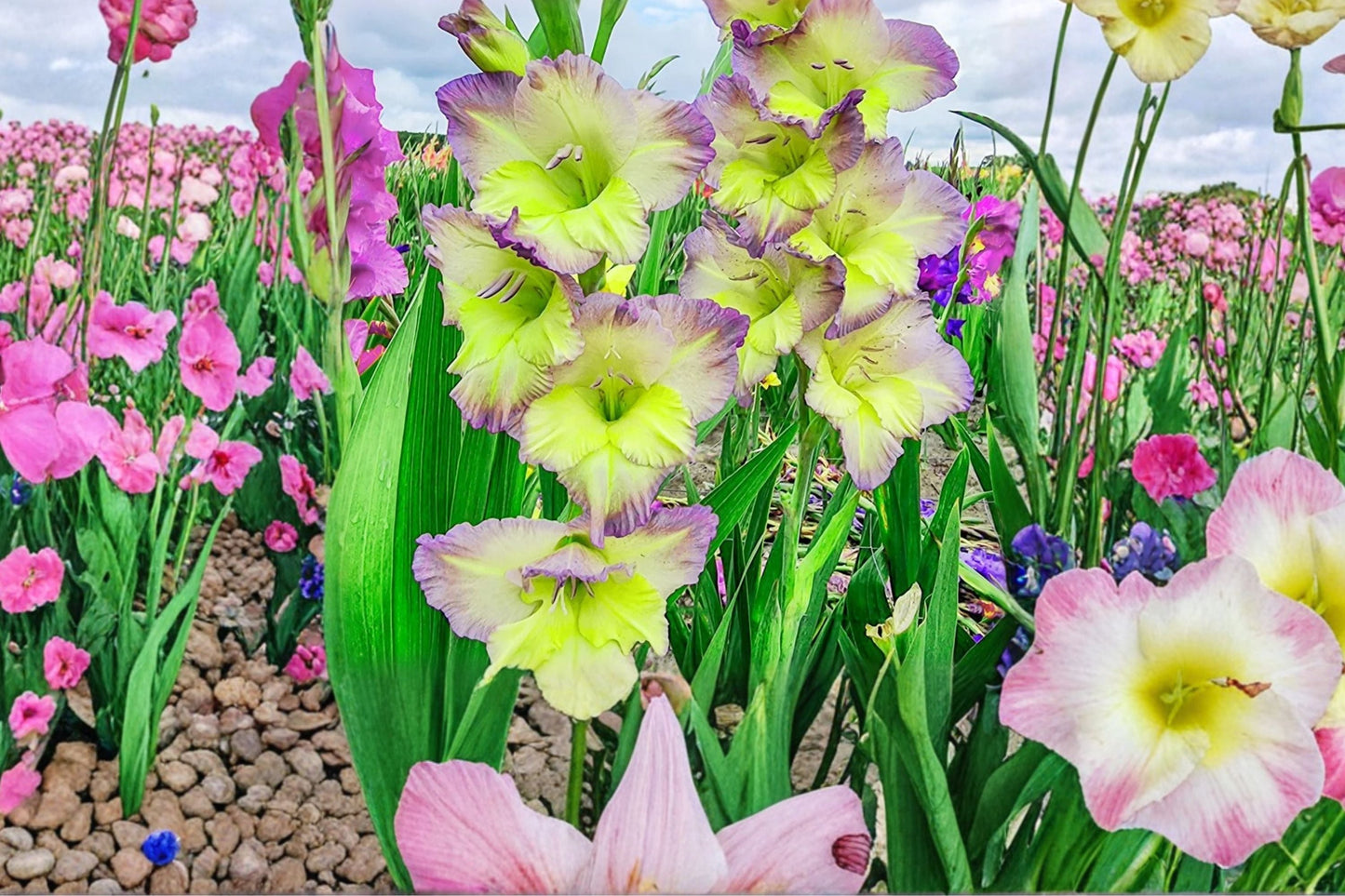 Gladiolus 'Moonlight Shadows' | Bicolor Gladiolus Bulbs | Tall Sword Lily | Purple & Cream Summer Flowers