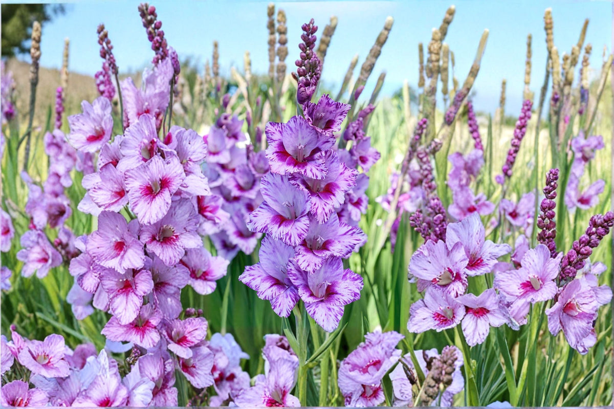 Gladiolus 'Passos' | Purple Gladiolus Bulbs | Tall Sword Lily | Lavender White Cut Flowers | Summer Blooming Bulbs