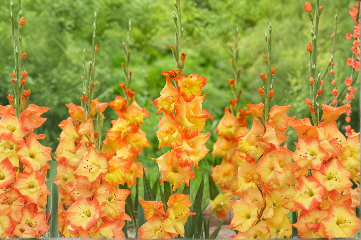 Gladiolus 'Goldrush' | Golden Orange Gladiolus Bulbs | Tall Sword Lily for Summer Gardens