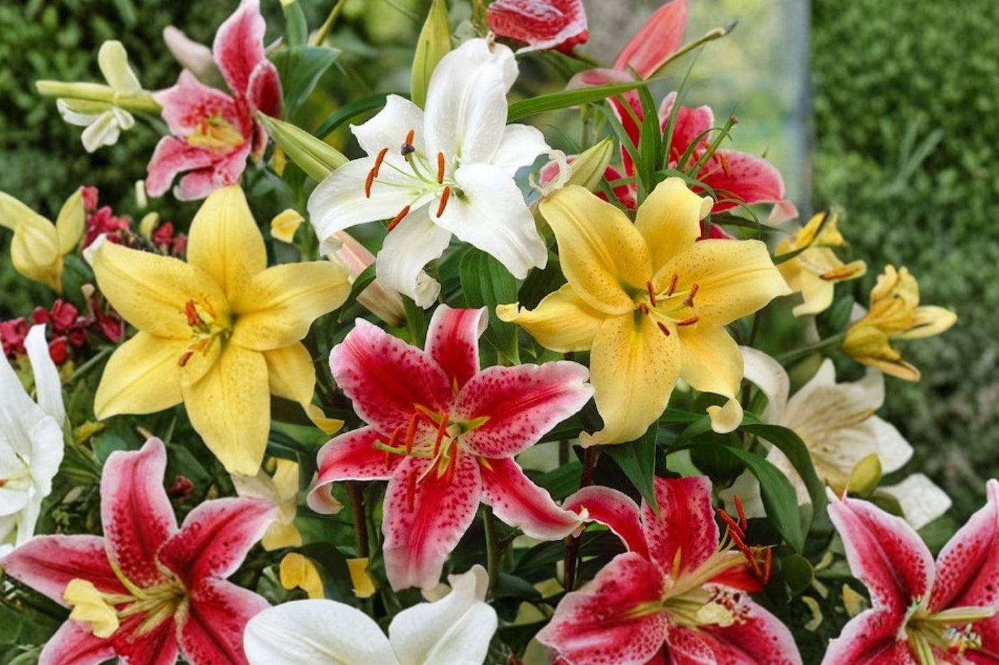 Oriental Lily Bulbs | Grower's Choice Lily Mix | 5-10 Lilium Varieties | Fragrant Perennial Flower Bulbs