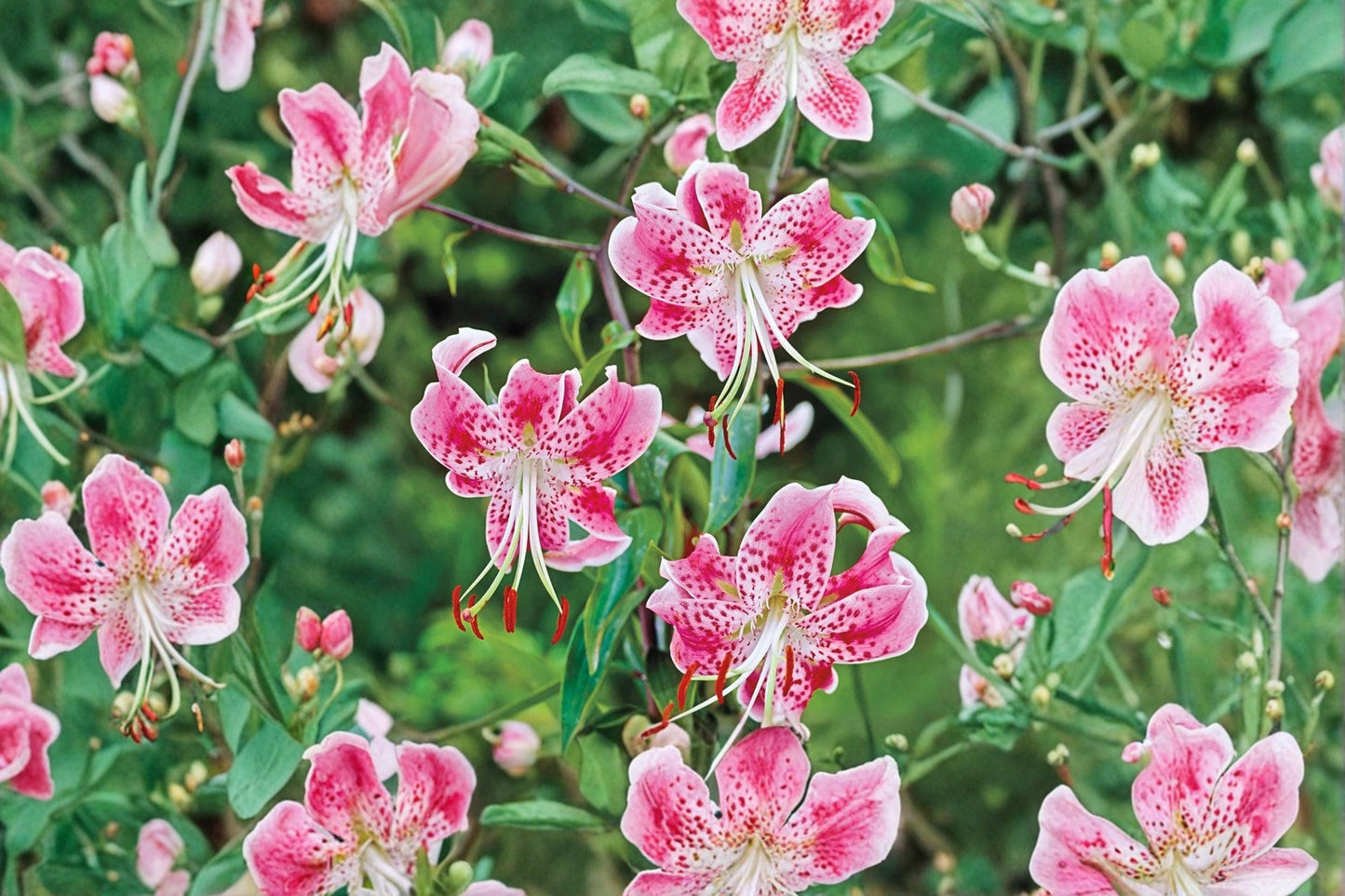 Lilium speciosum 'Rubrum' | Japanese Show Lily Bulb | Fragrant Pink Heirloom Lily