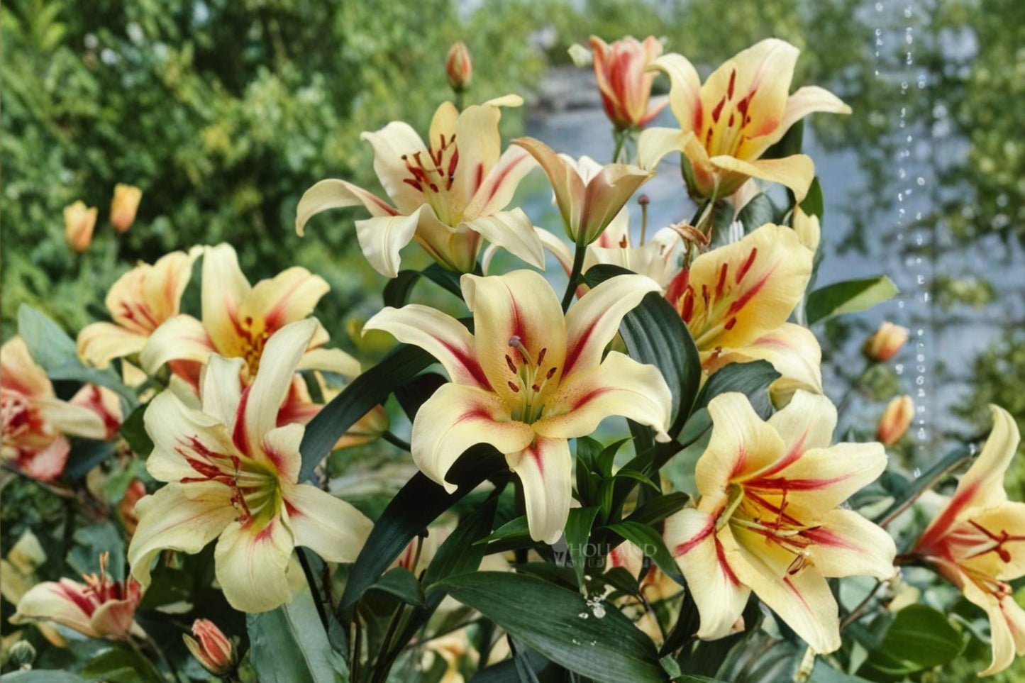 Lilium OT 'Lavon' | Giant Orienpet Lily Bulb | Fragrant White & Red Tree Lily | Tall Perennial Flower