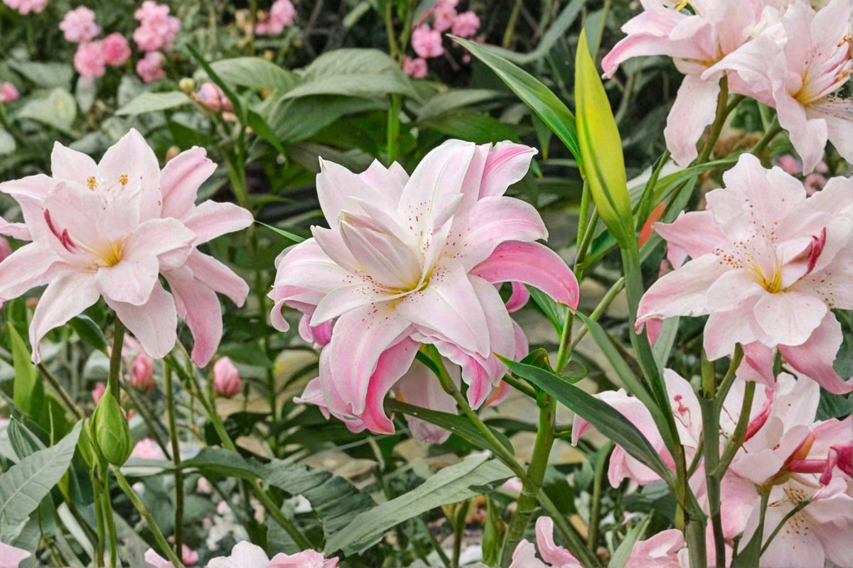Lilium O 'Lotus Elegance' Double Oriental Lily Bulb | Pink & White Pollen-Free Perennial