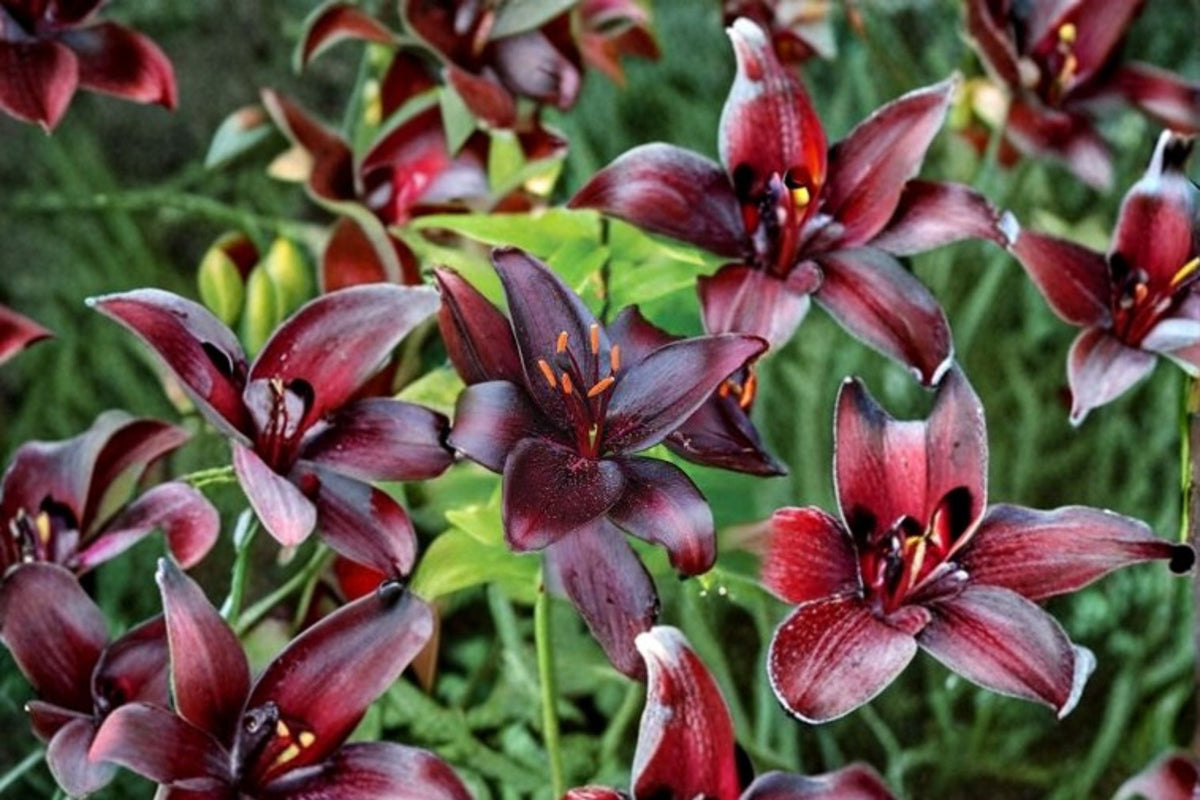 Lilium 'Night Flyer' Dark Asiatic Lily Bulb | Burgundy Black Perennial Flower