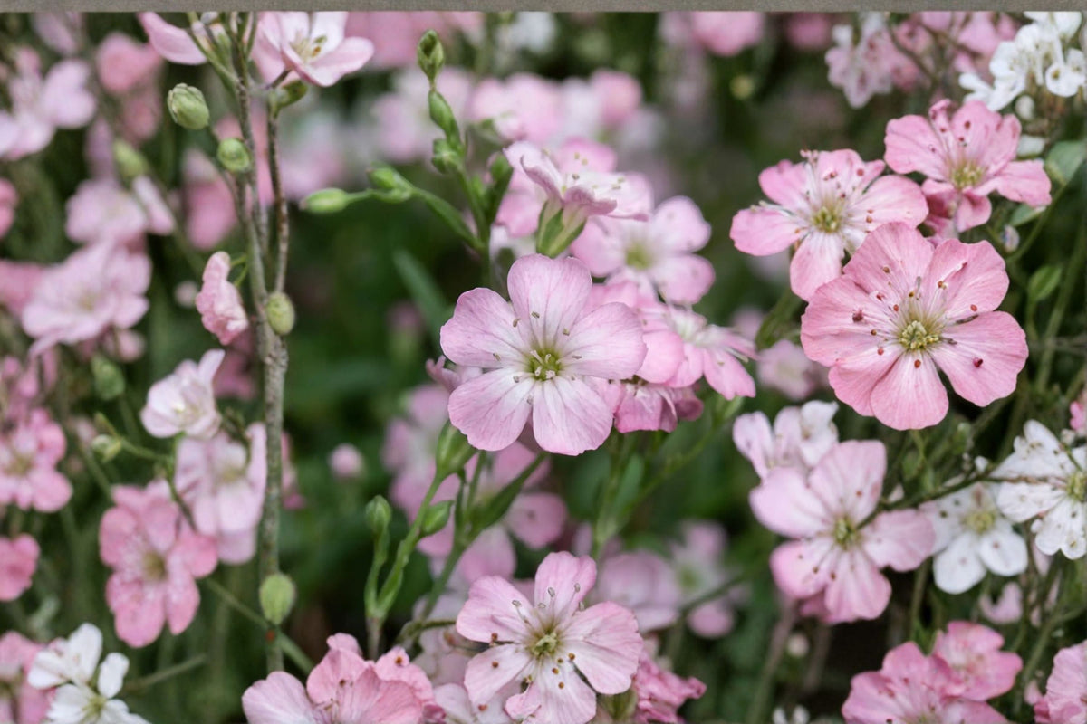 Gypsophila repens 'Rosea' | Pink Baby's Breath | Clumping Groundcover Perennial | Rock Garden Plant | Drought Tolerant