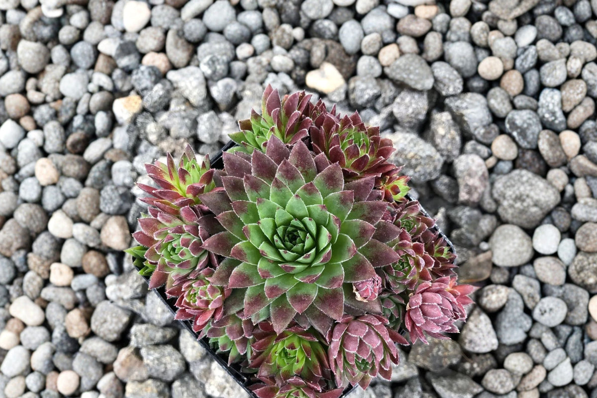 Jovibarba 'Hedgehog' Roly Poly Succulent | Cold Hardy Color Changing Hens & Chicks
