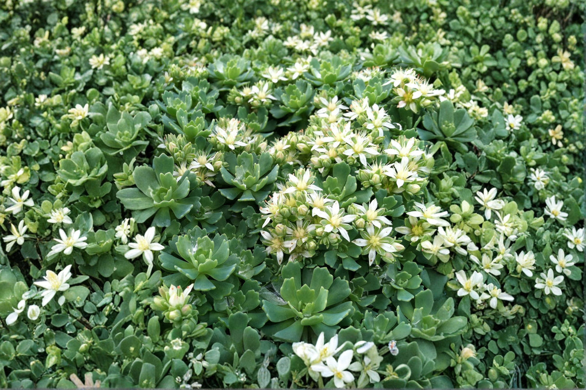 Sedum pachyclados | White Diamond Stonecrop | Hardy Evergreen Succulent Groundcover