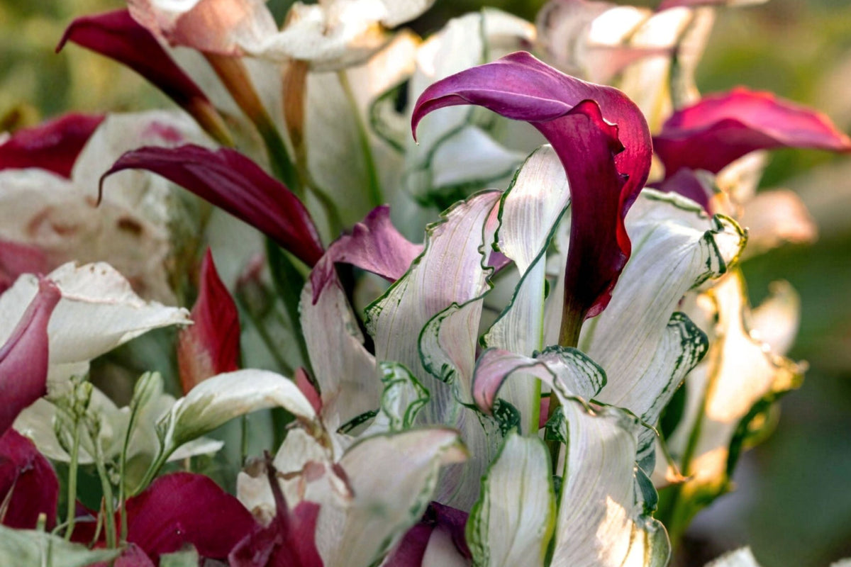 Zantedeschia 'Frosted Queen' | Rare Variegated Purple Calla Lily with White Foliage