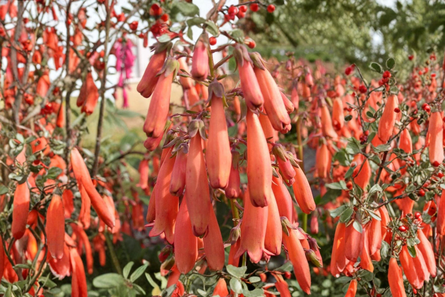 Phygelius 'Magic Mandarin' | Cape Fuchsia Live Plant | Orange Tubular Flowers | Hummingbird & Deer Resistant | 1 Gallon Pot