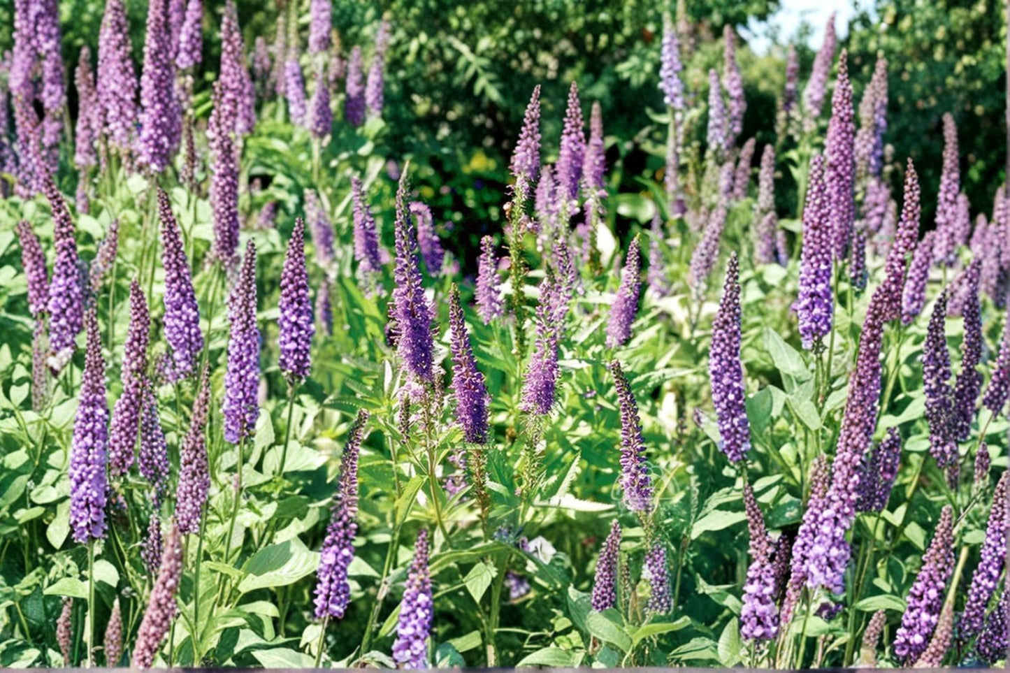 Veronica spicata 'Blue Carpet' - Compact Violet Blue Speedwell Perennial