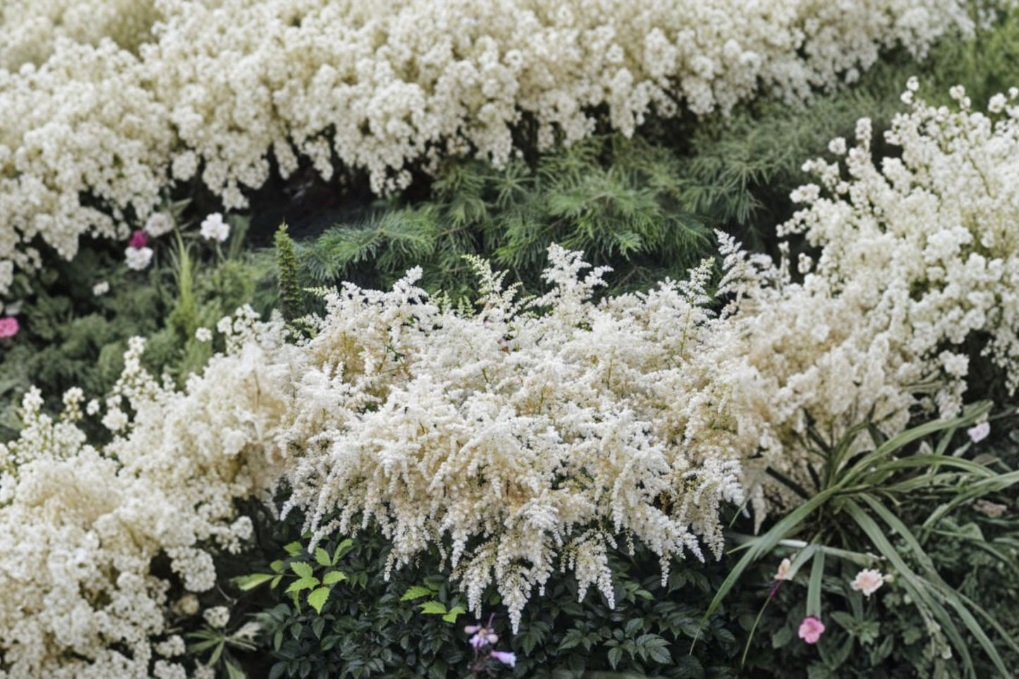 Astilbe 'Bridal Veil' - White Shade Perennial, Deer Resistant Live Plant