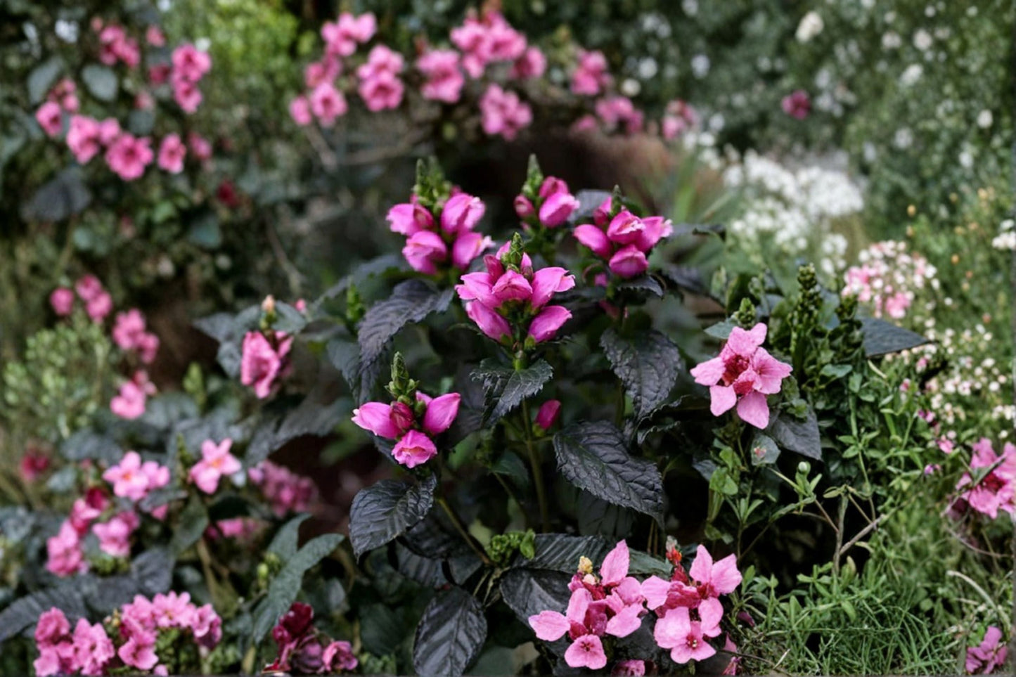 Chelone Tiny Tortuga™ | Dwarf Pink Turtlehead Perennial | Shade & Pollinator Garden Plant