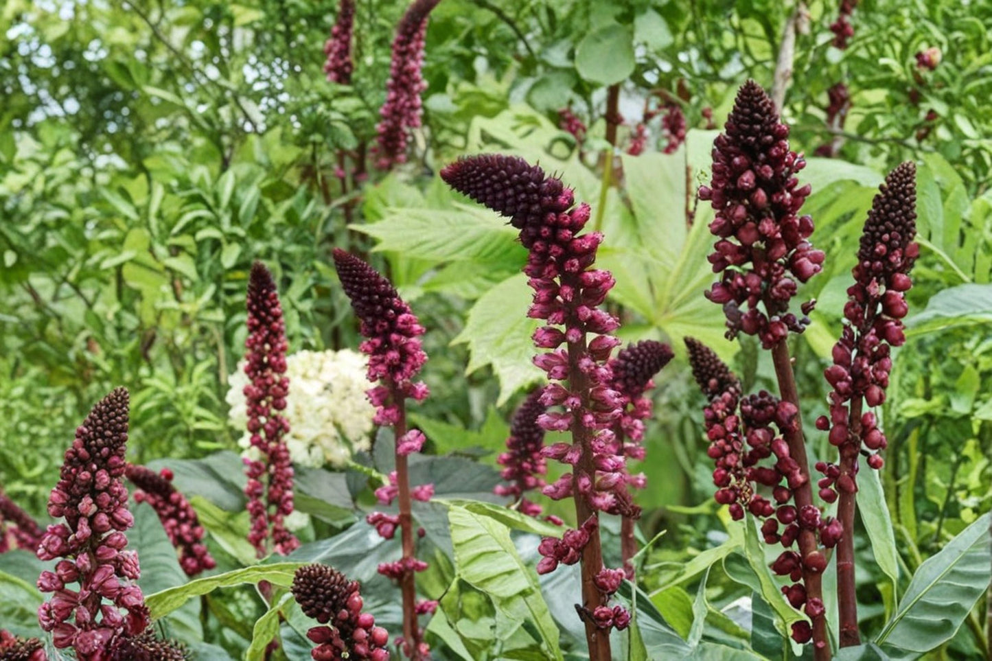 Lysimachia 'Beaujolais' Dark Purple Loosestrife | Non-Invasive Burgundy Perennial | 3.5" Pot