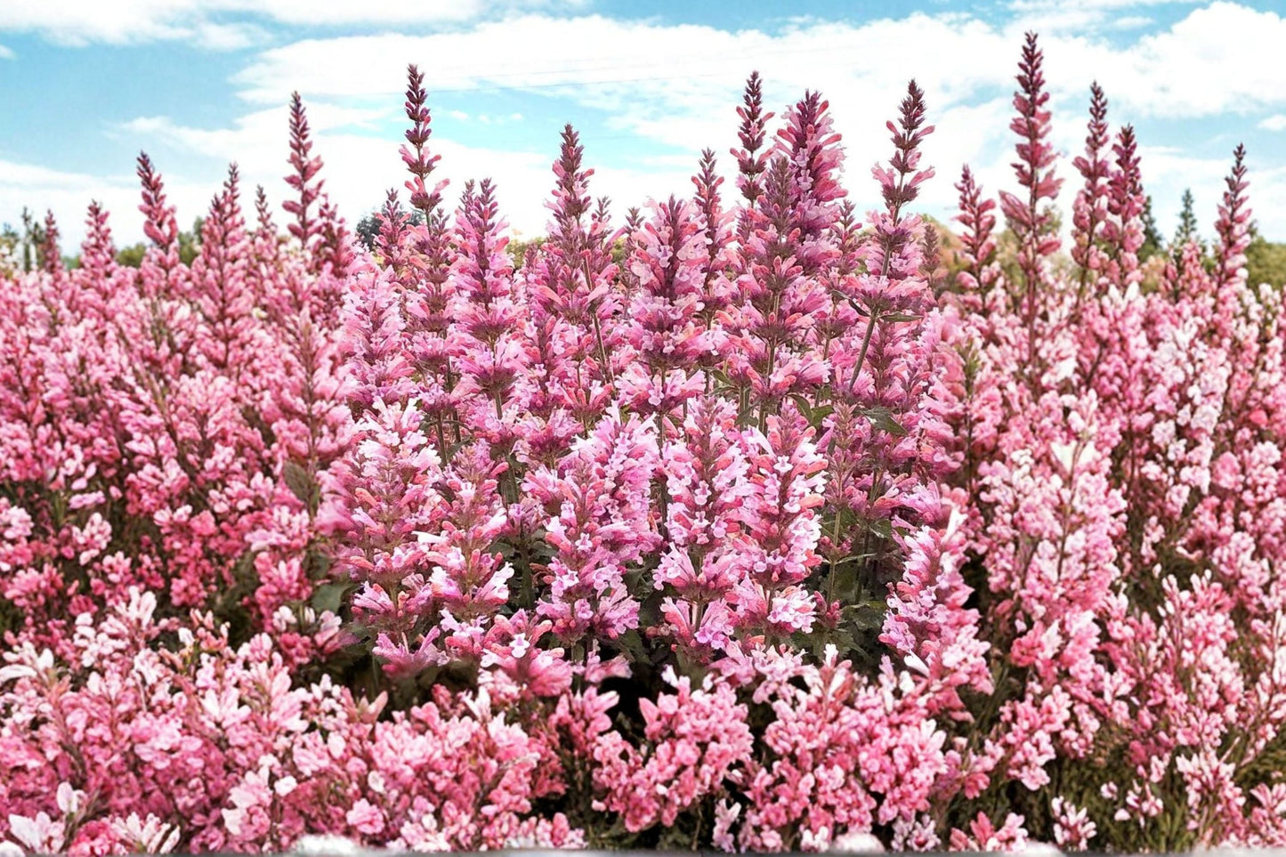 Agastache 'Pink Pearl' | Hummingbird Mint Perennial | Fragrant Pink Hyssop Flower