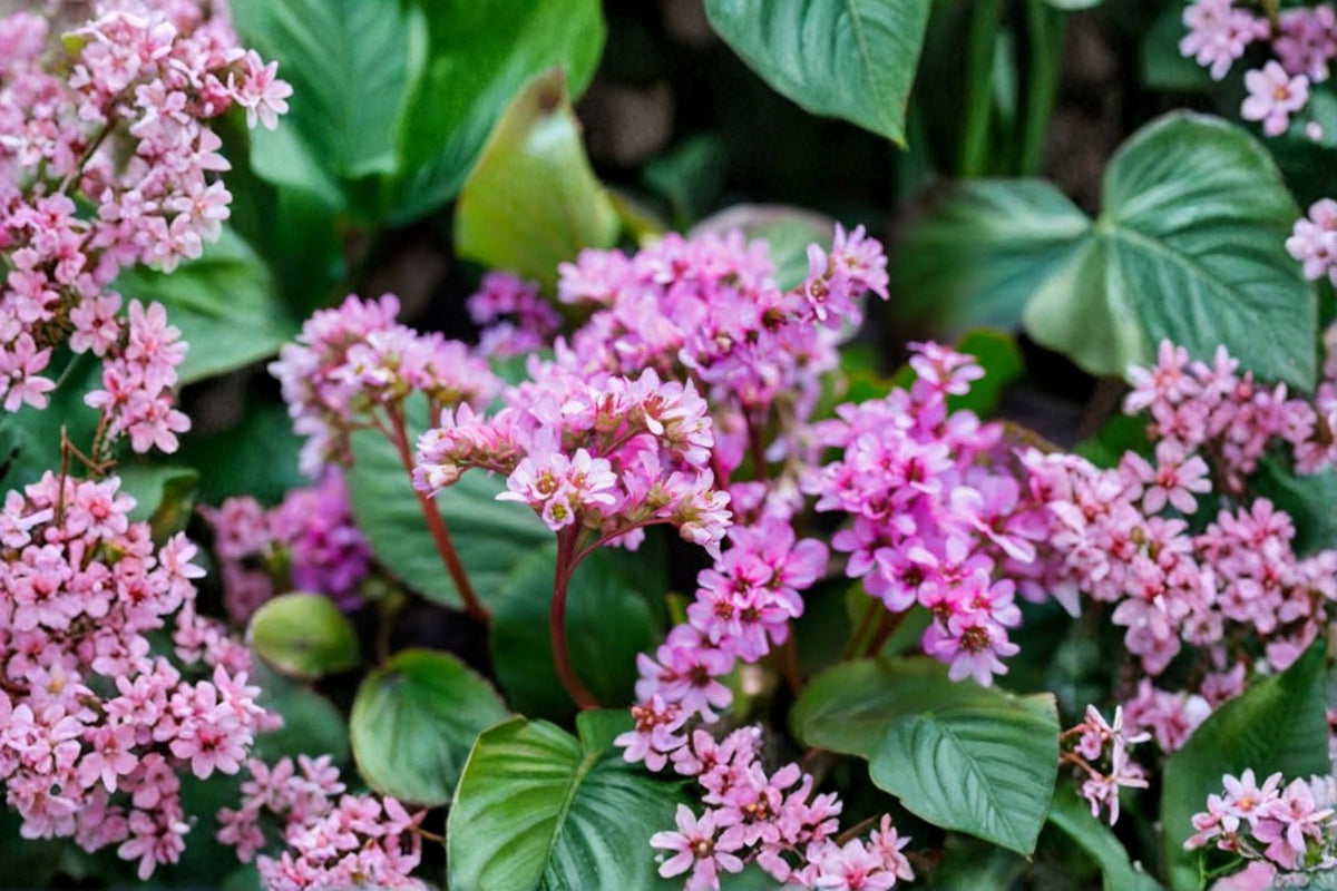 Bergenia 'Dumbo' - Evergreen Shade Perennial with Pink Flowers | Deer Resistant Groundcover