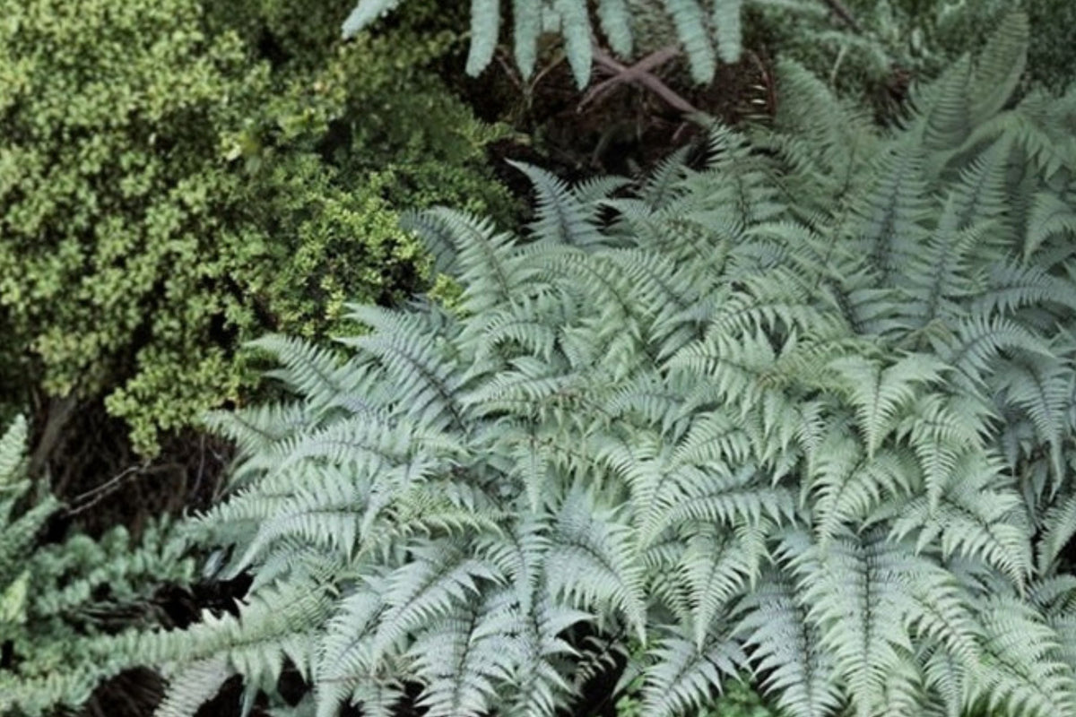 Athyrium 'Ghost' Fern | Japanese Painted Fern | Silver Shade Perennial | Deer Resistant Woodland Plant