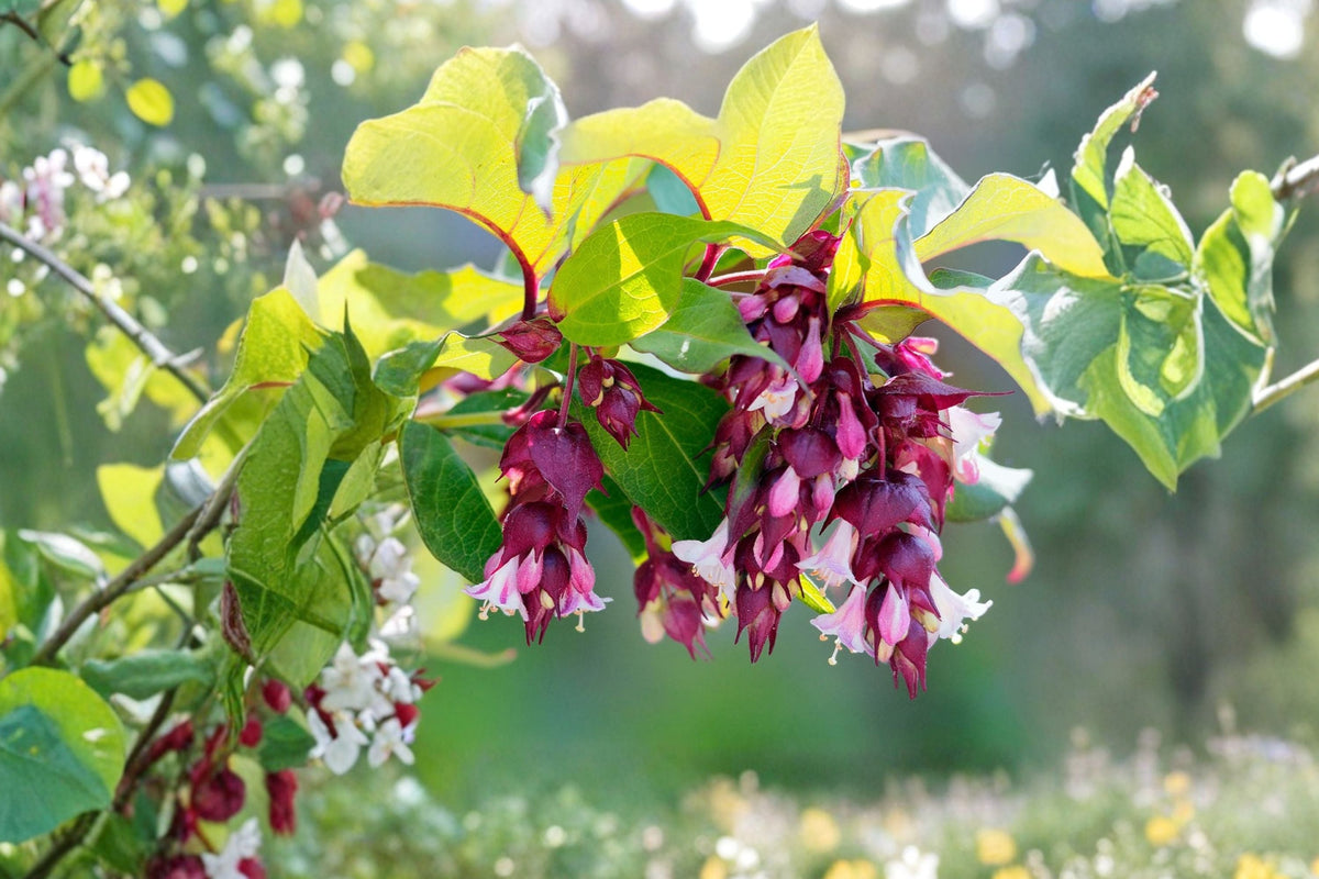 Leycesteria 'Jealousy' | Golden Himalayan Honeysuckle Semi-Evergreen Shrub | Pollinator Friendly | 1 Gallon