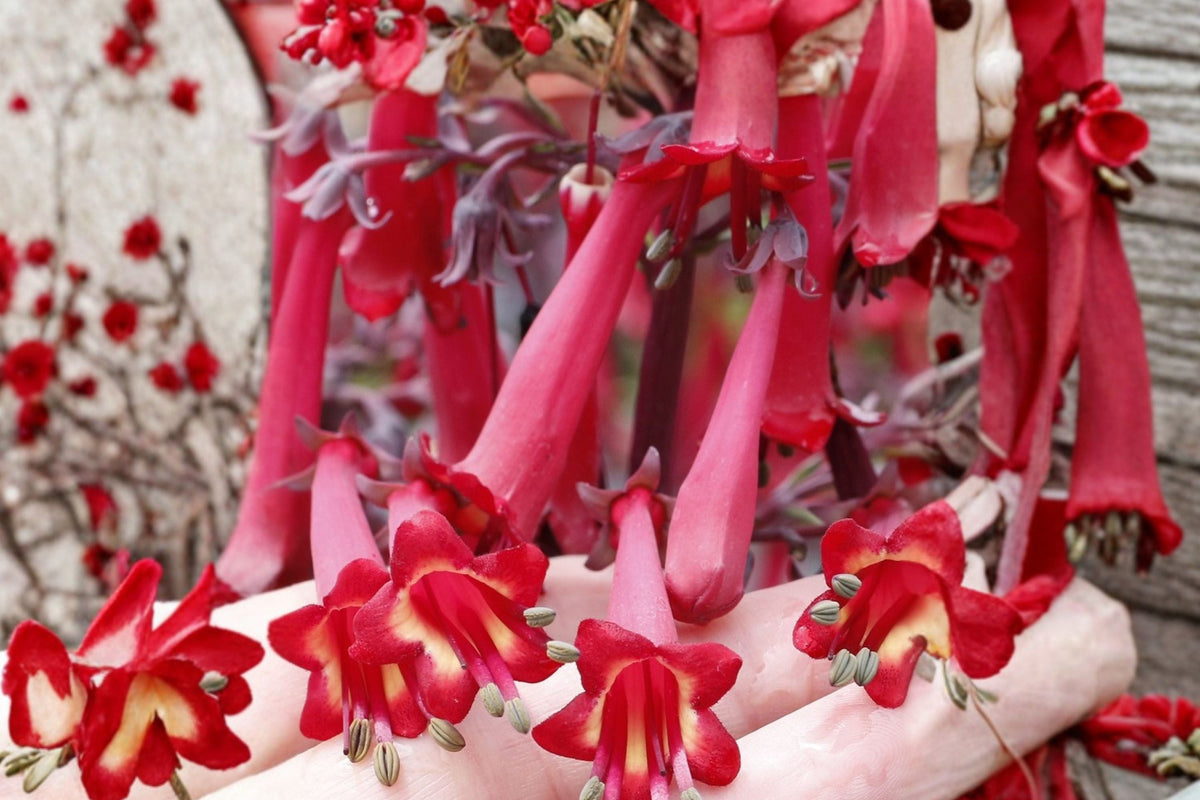 Phygelius COLORBURST™ 'Deep Red' | Cape Fuchsia Semi-Evergreen Perennial Shrub | Red Hummingbird Plant