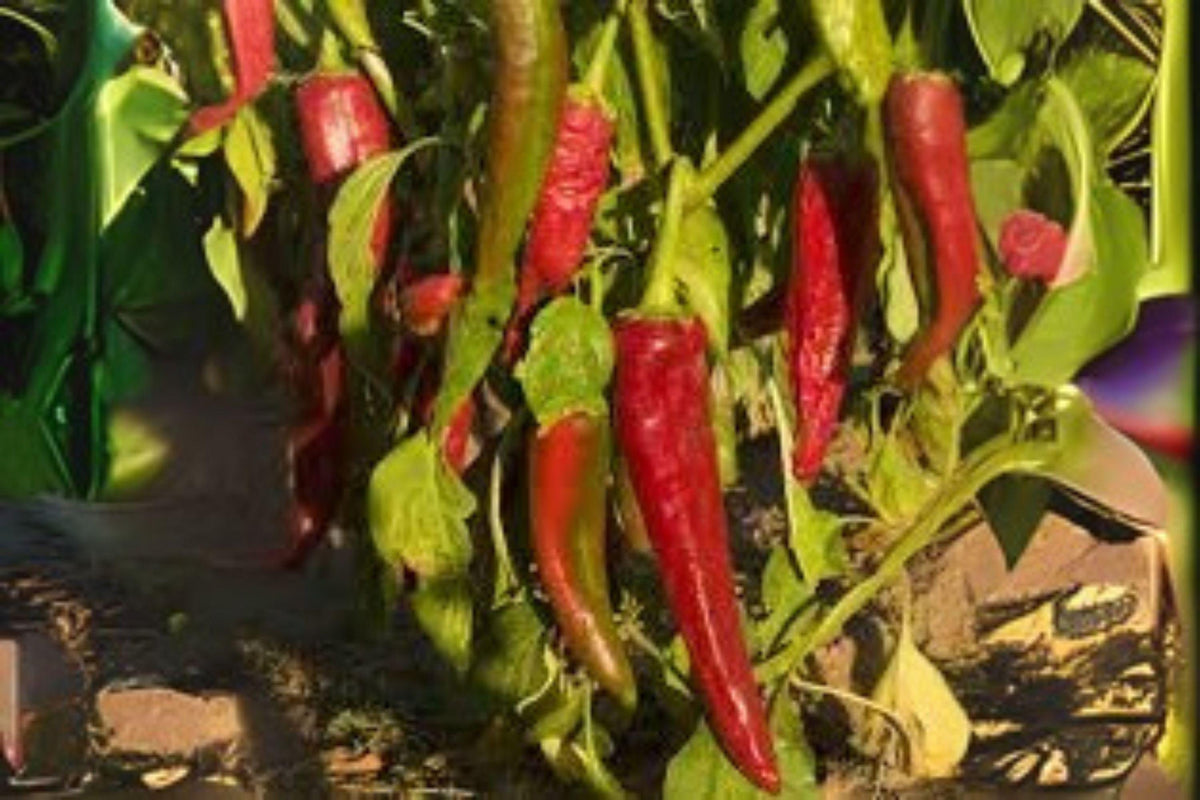 Ms. Junie Hot Pepper Seeds – Non-GMO Capsicum annuum Chili for Cooking, Roasting & Salsas, 250 mg