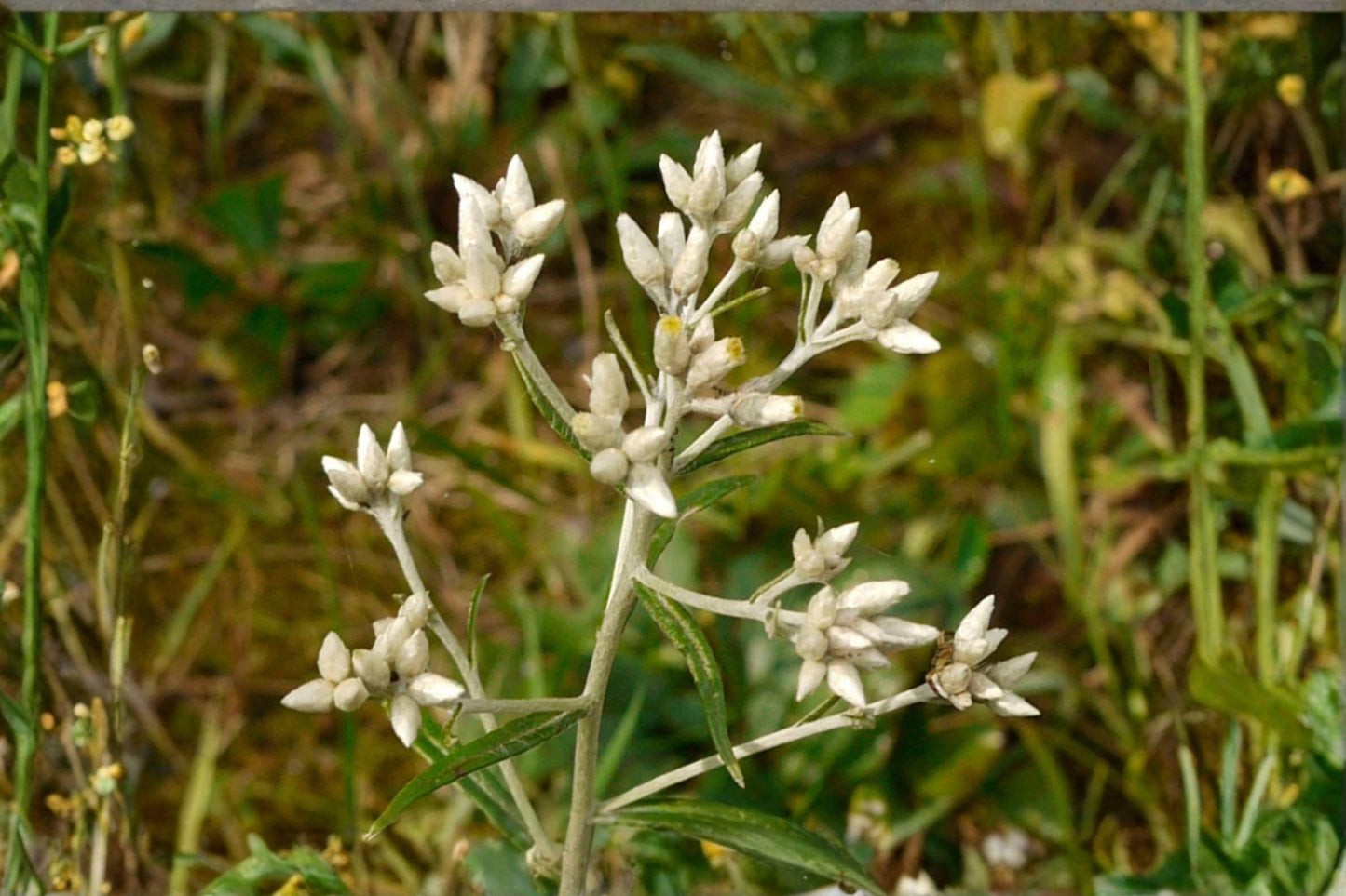 Native Wildflower Seeds – Sweet Everlasting (Pseudognaphalium obtusifolium) – Pollinator & Prairie Annual Seeds