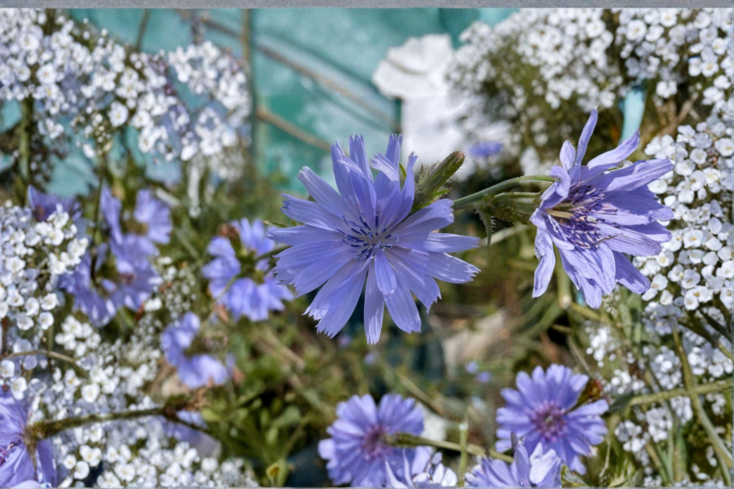 Blue Chicory Seeds – Edible Herb & Pollinator Plant – Cichorium intybus – Perennial Flower for Bees & Butterflies