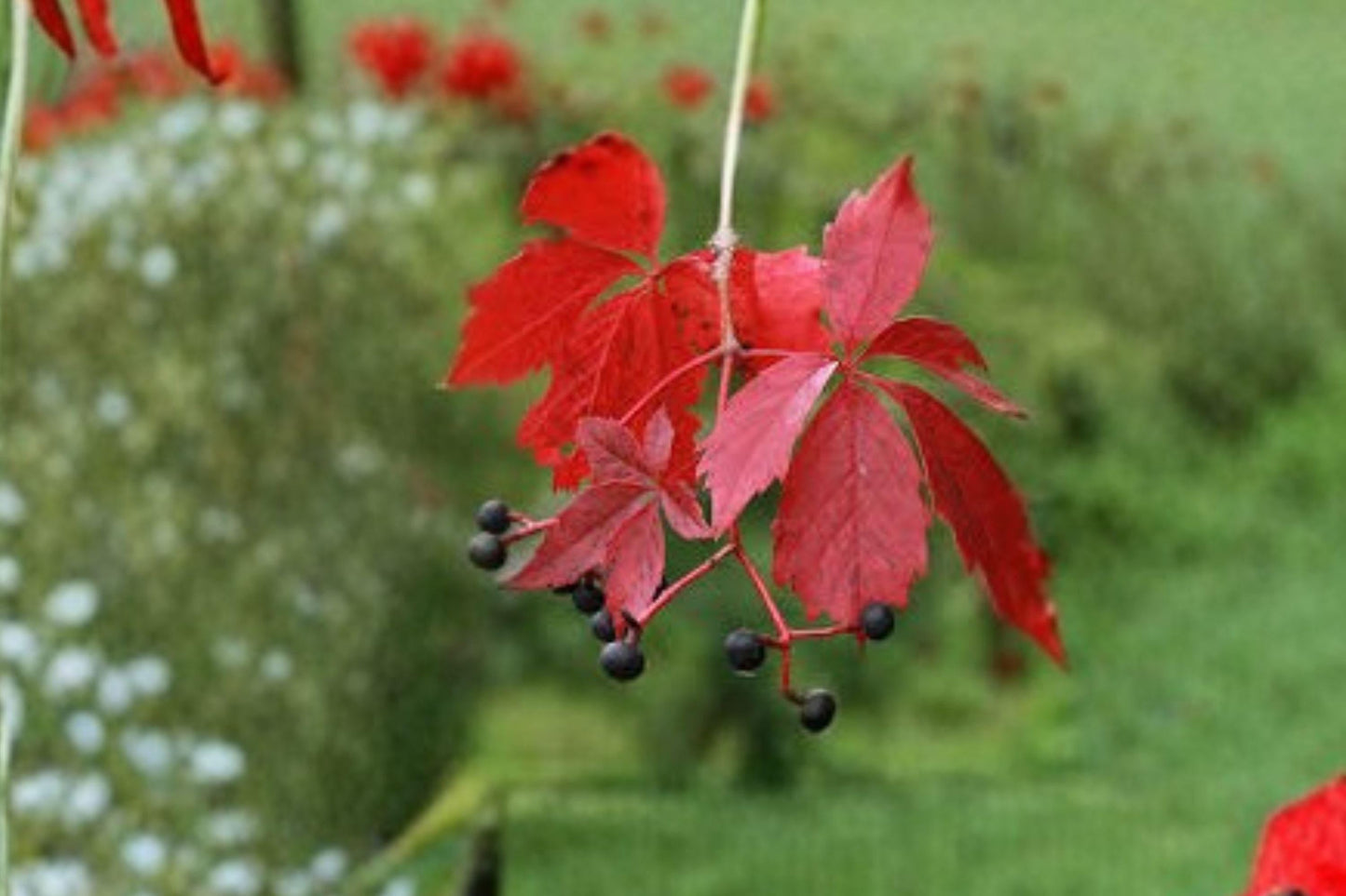 Virginia Creeper Seeds – Parthenocissus quinquefolia – Native Climbing Vine for Landscaping & Erosion Control