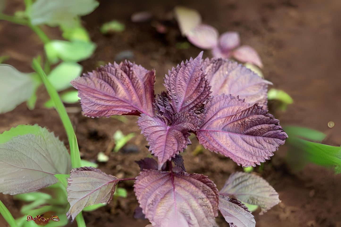 Red Aka Shiso Herb Seeds, Perilla frutescens var. crispa, Asian Culinary, 100 Seeds for Japanese Pickling & Garnishes