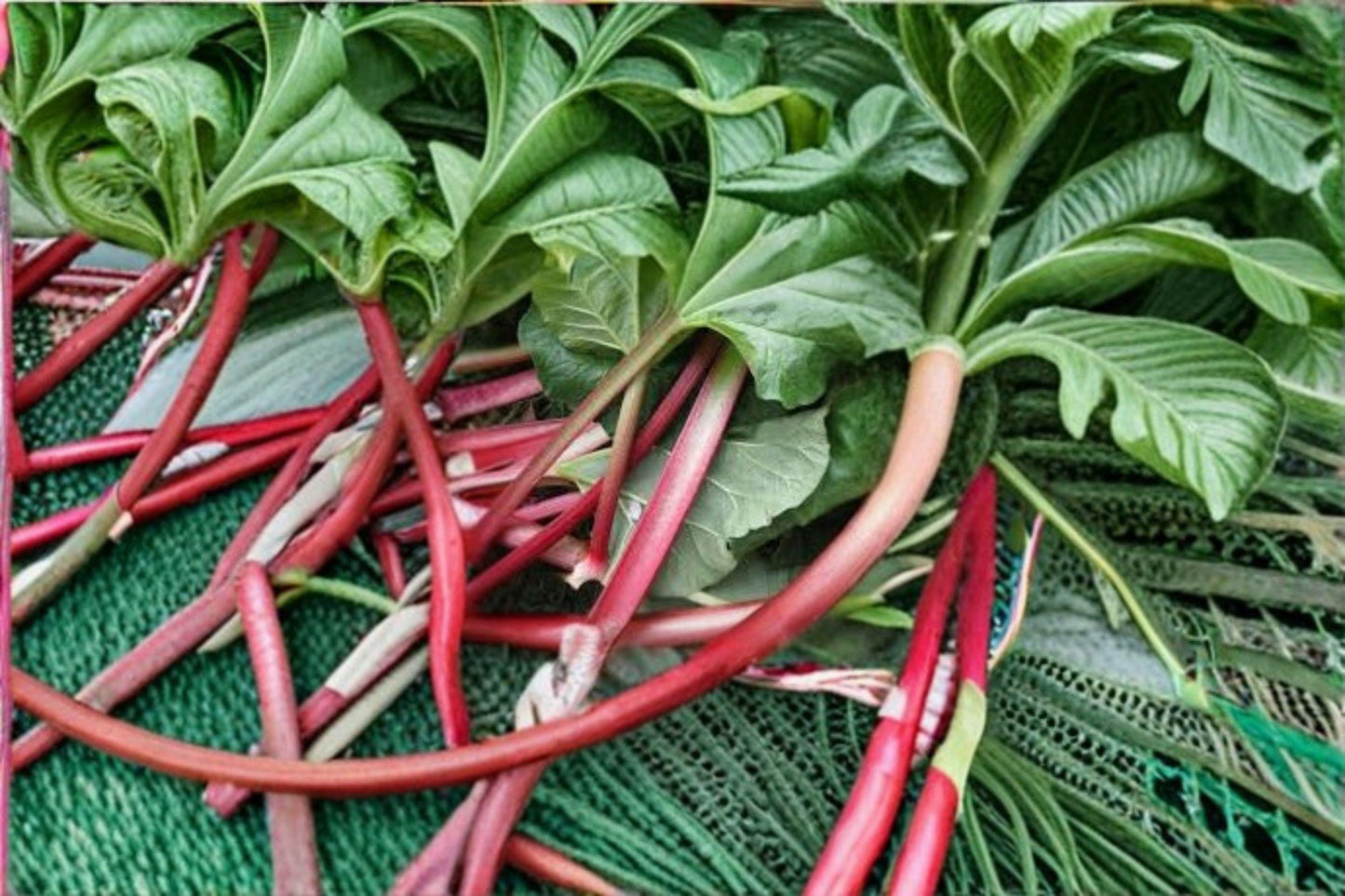 Rhubarb Seeds Heirloom Victoria Tart Red-Green Perennial Rheum rhabarbarum 25 Seeds