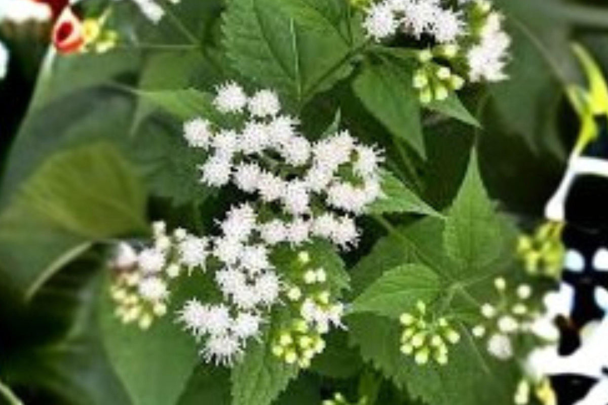 Ageratina altissima White Snakeroot Seeds – Native Perennial Wildflower for Shade Gardens & Pollinator Attracting