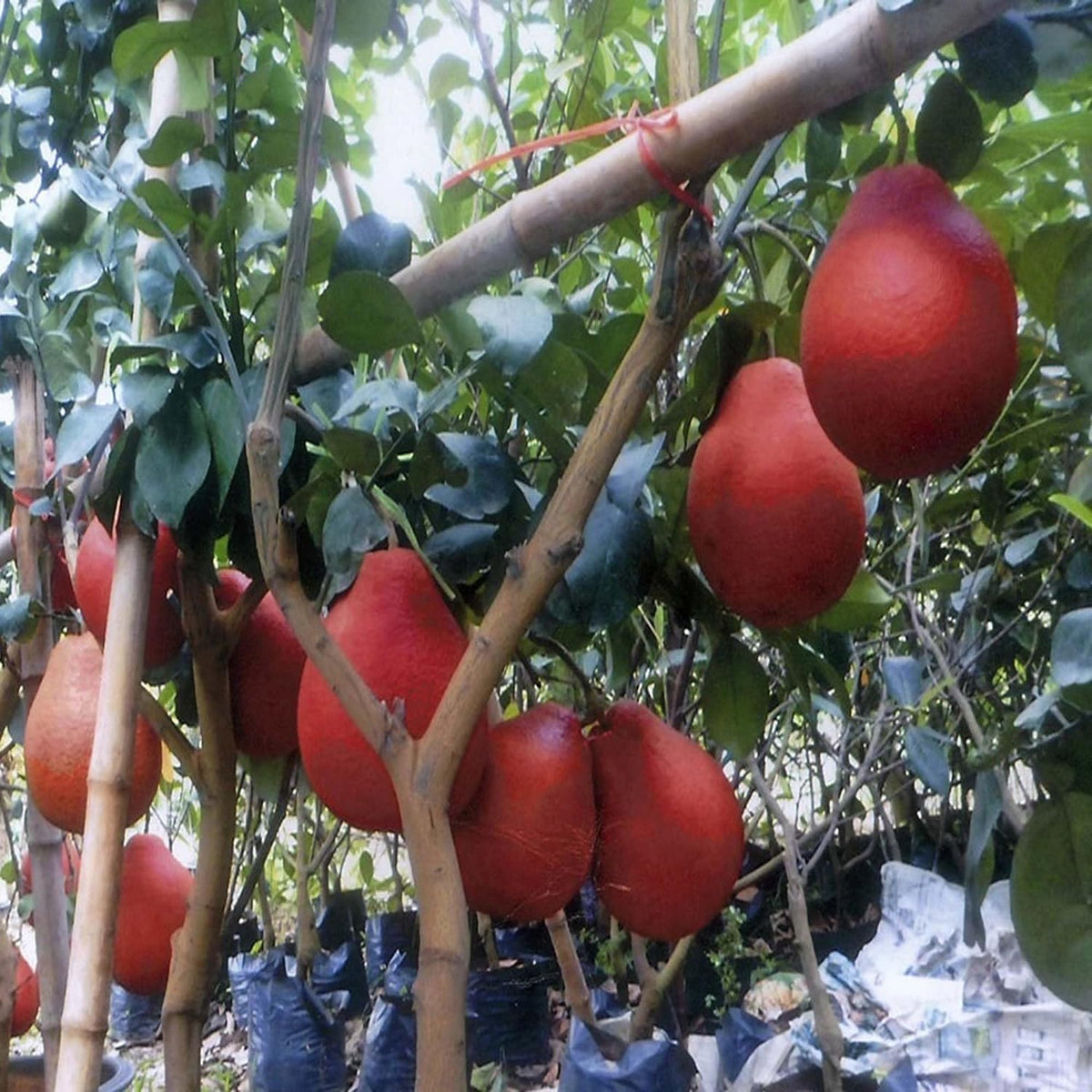 Super Rare Red Pomelo Cuttings - Citrus maxima Chinese Grapefruit for Rooting or Grafting - 3 Fresh Scions