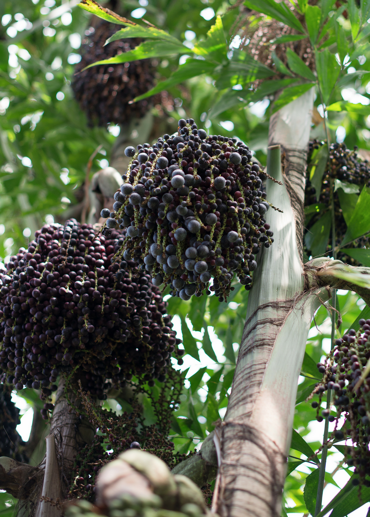 Acai Palm Para Dwarf Euterpe oleracea - Compact Tropical Fruit Tree with Dark Purple Berries and Ornamental Fronds