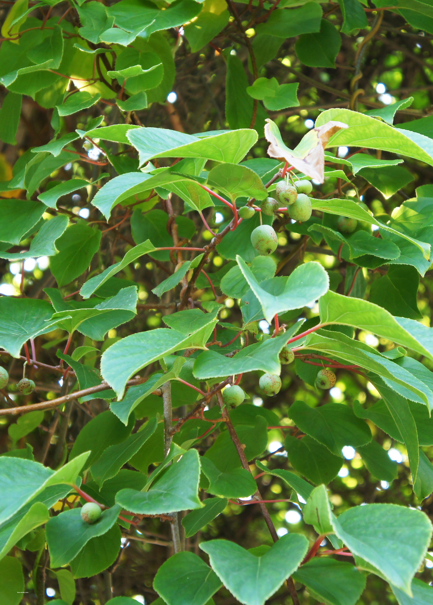 Hardy Kiwi Vine 'Prolific' Actinidia arguta, Fruit-Bearing Climbing Plant for Garden, Edible Small Fruits