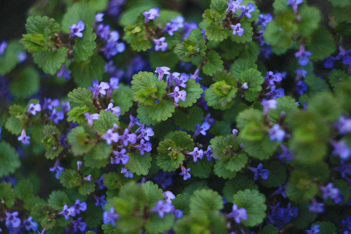 Creeping Charlie Plant | Live Bare Root Pilea nummulariifolia Ground Cover or Hanging Plant