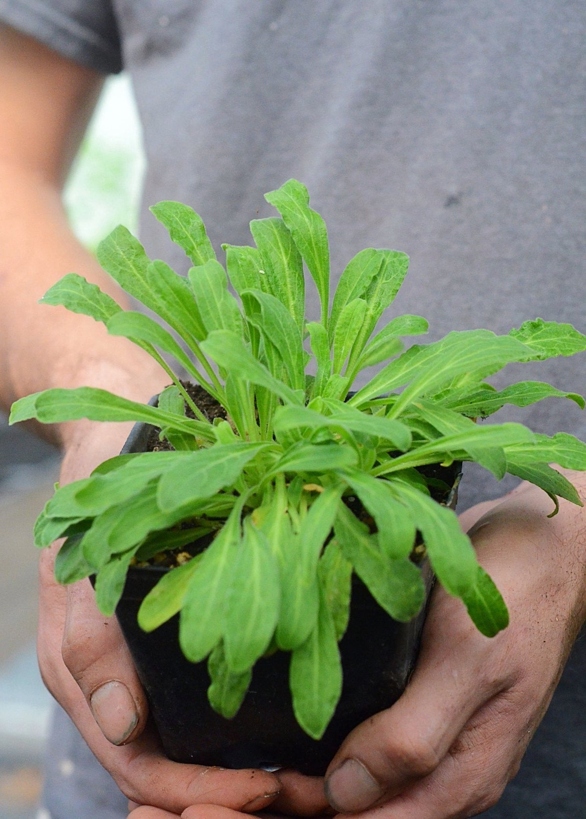 African Dream Root Herb, Ground Plant, Silene capensis, Sacred South African Medicinal Herb
