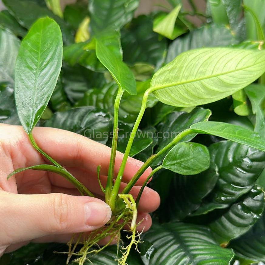 Anubias Lanceolata