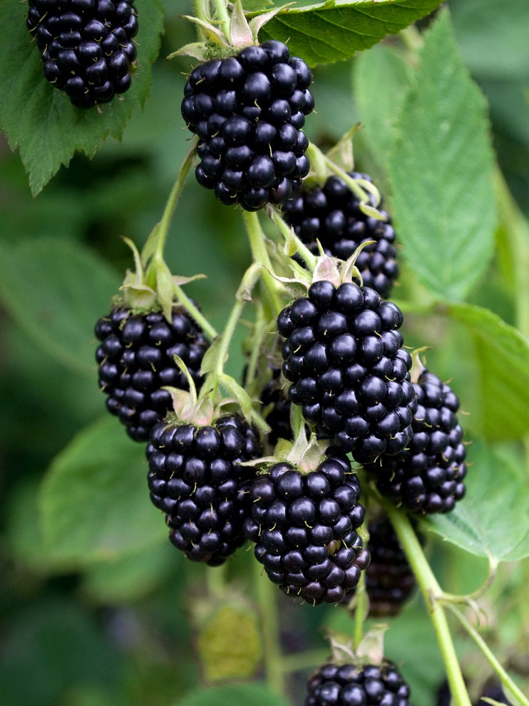 Organic Blackberry Cuttings - Unrooted Heirloom Rubus fruticosus Berry Plant for Home Growing