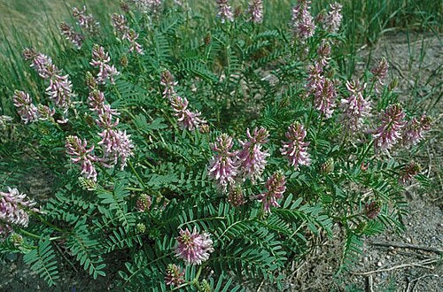 Astragalus bisulcatus Seeds – Twogroove Milkvetch Native Perennial Wildflower, Non-GMO Pollinator Planting Seeds