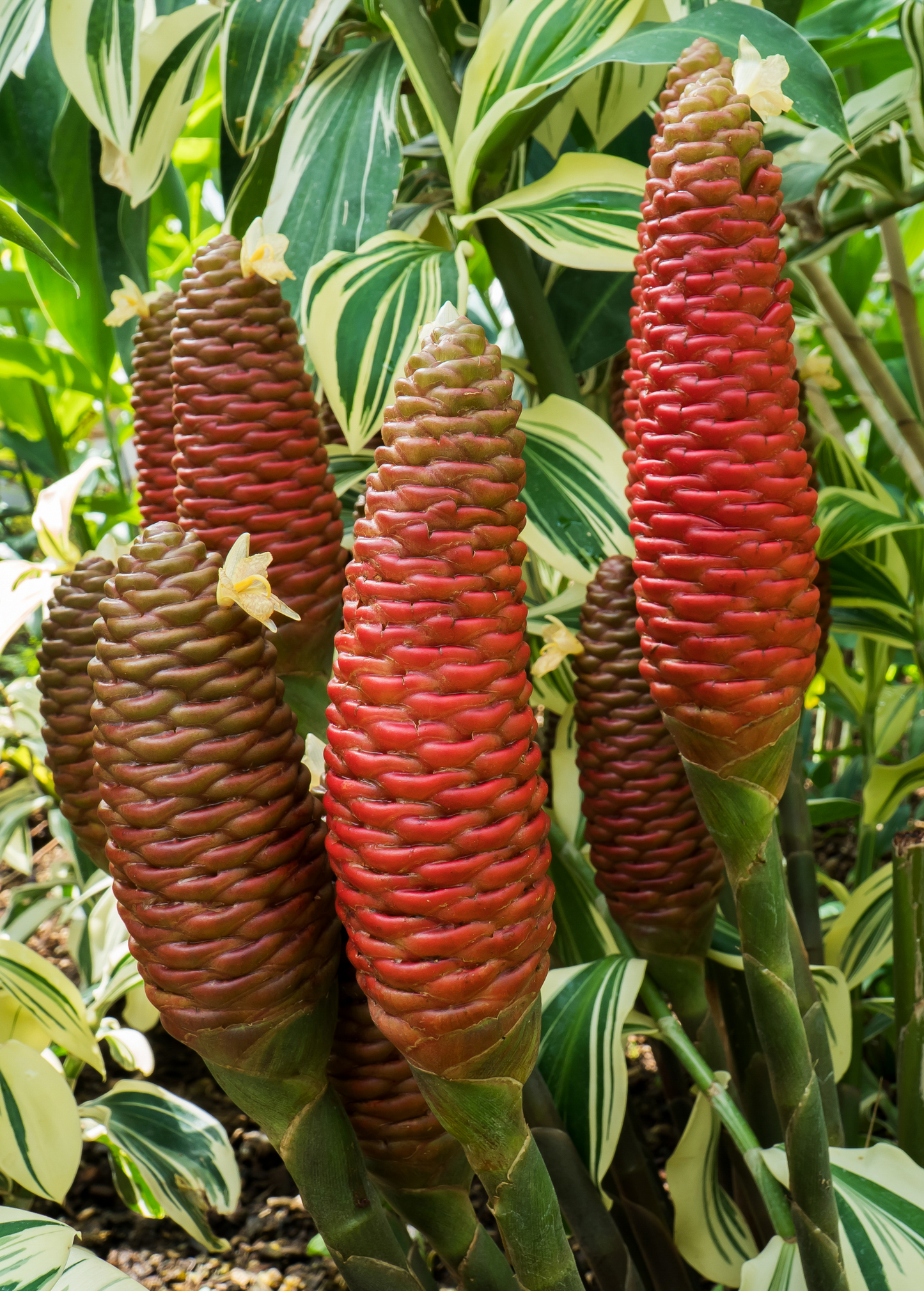 Awapuhi Shampoo Ginger Plant with Fragrant Red Inflorescences Zingiber zerumbet